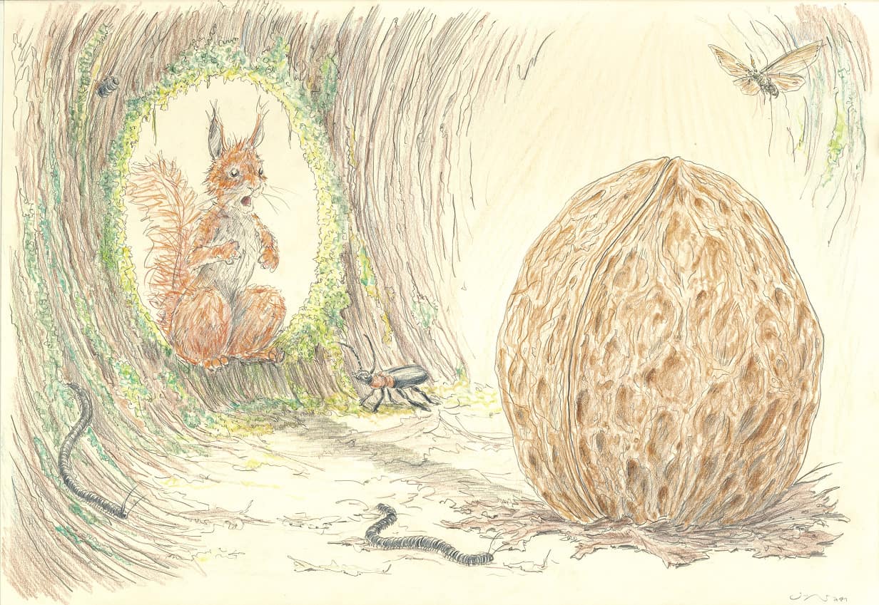 Illustration eines Eichhörnchens vor einer Walnuss. (c) Sebastian Meschenmoser/Thienemann Esslinger Verlag
